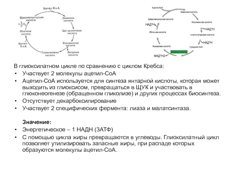 Схема глиоксилатного цикла