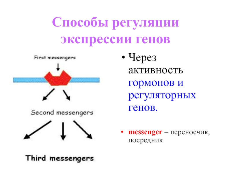 Средства регуляции