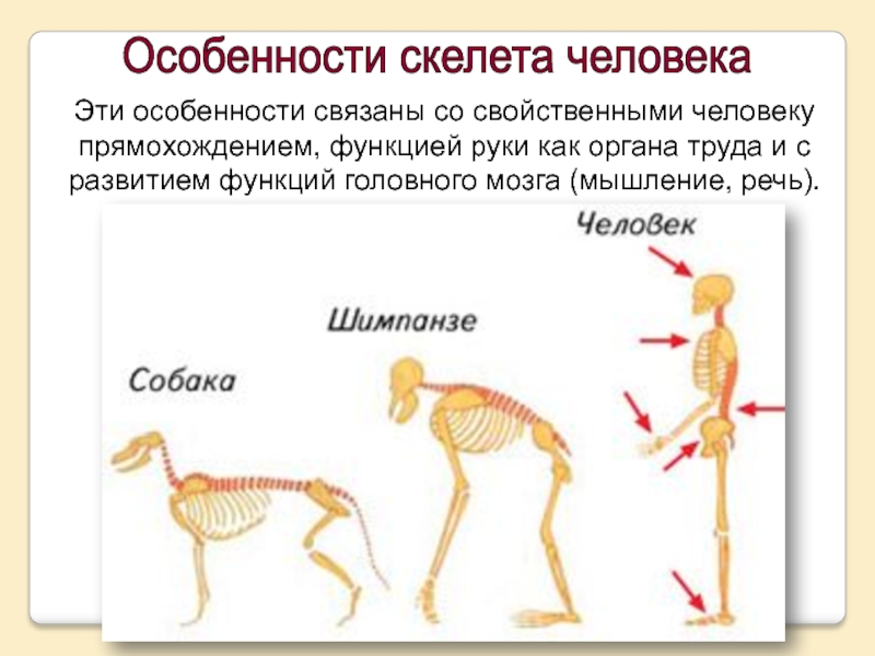 Особенности формы скелета. Изменения в скелете человека в связи с прямохождением. Особенности строения скелета. Отличие человека от животного прямохождение. Приспособленность человека к прямохождению.