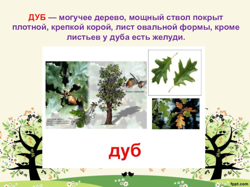 Дуб какие почвы. Информация о листе дуба. Описание листьев дуба. Какой ствол у дуба. Что означает листья дуба.