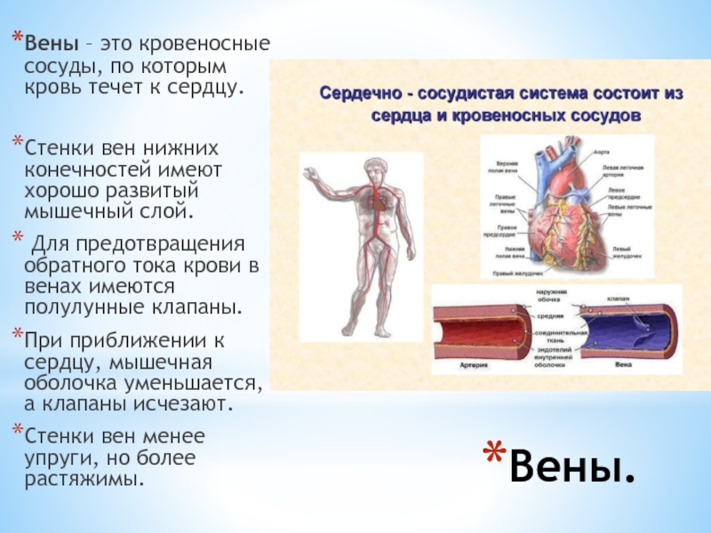 Что такое вены. Вены это кровеносные сосуды по которым кровь течет. Функции вены у человека. Кровеносные сосуды это кратко. Характеристика сосудов кровеносной системы.