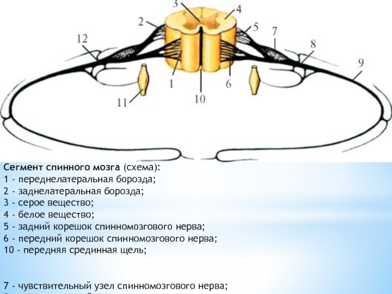 Схема корешков спинного мозга