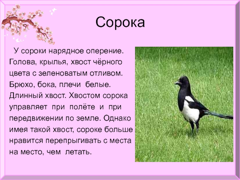 Картинки сорока без хвоста