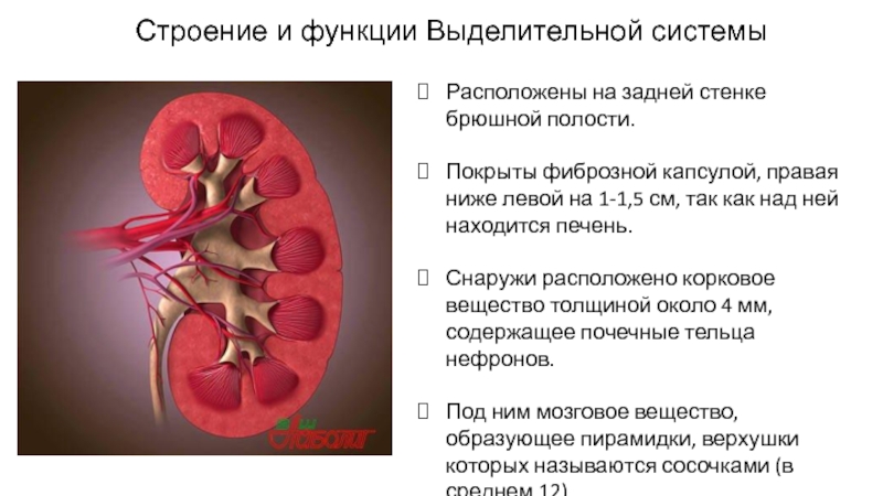 Строение и функции почек презентация