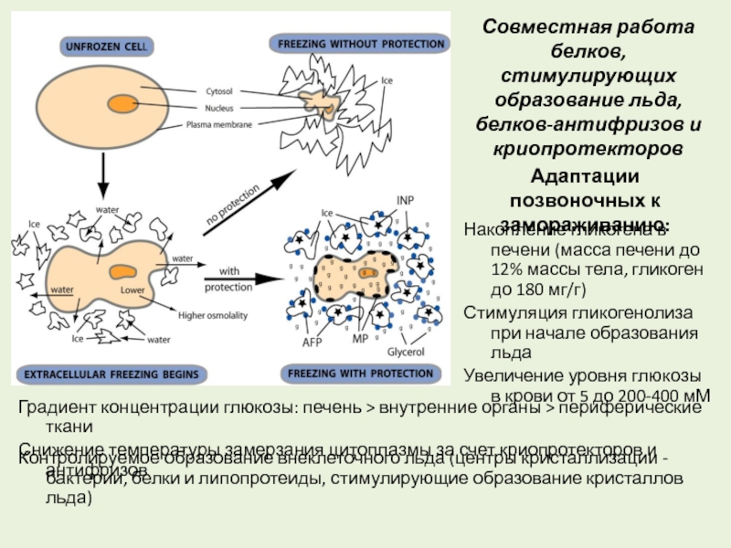 Примеры внеклеточных организмов. Криопротекторы. Криопротекторы схема. Криопротекторы белки у. Криопротекторы клеток.