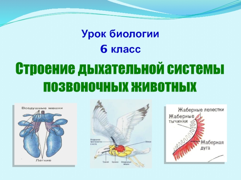 Презентация Строение дыхательной системы позвоночных животных