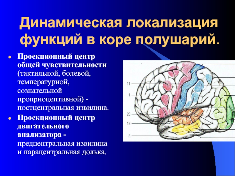 Блок схема болевого тактильного и проприоцептивного анализаторов