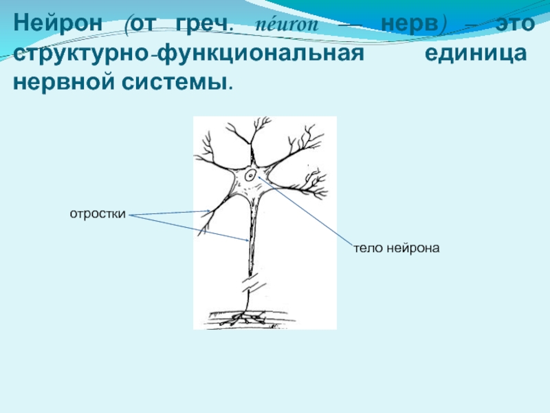Короткий сильно ветвящийся отросток нервной клетки. Отростки нейрона. Отросток нервной клетки. Нейрон структурная и функциональная единица нервной системы. Нейрон как структурно-функциональная единица нервной системы.