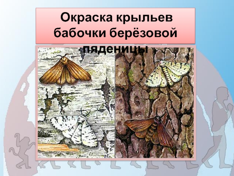 Какой тип питания характерен для пяденицы сосновой изображенной на рисунке обоснуйте свой ответ