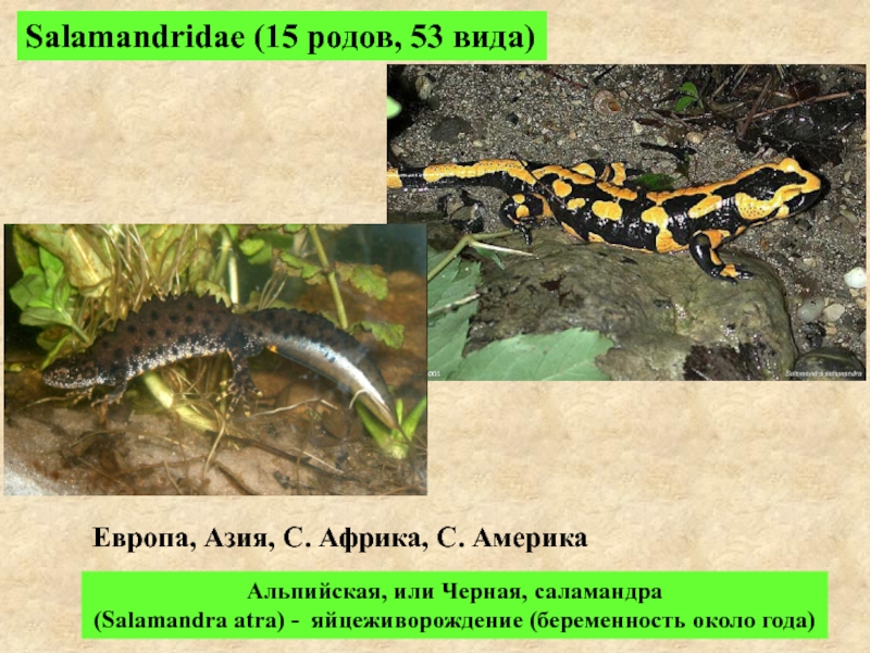 Пятнадцать род. Черная Альпийская саламандра. Черная Альпийская саламандра беременность. Яйцеживорождение у рептилий.