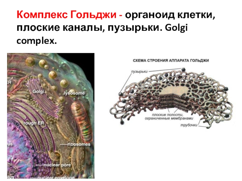 Рак плоских клеток