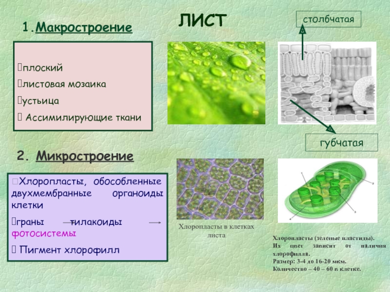В растении хлорофилл содержится в. Органоиды клетки хлоропласты. Ткани листа с хлоропластами. Клетки губчатой ткани листа. Хлоропласты в столбчатой ткани.