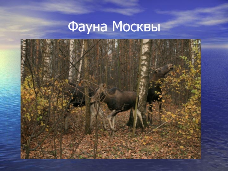 Презентация Фауна Москвы
