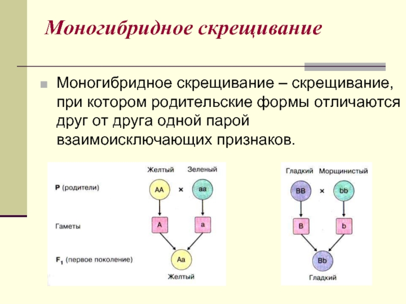 Скрещивание по одному признаку называется. Моногибридное скрещивание. При моногибридном скрещивании. Генетика моногибридное скрещивание. Моногибридное скрещивание это скрещивание при котором.