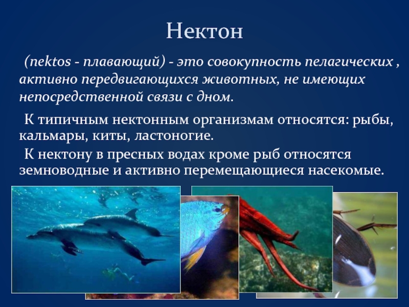 Нектон 	(nektos - плавающий) - это совокупность пелагических , активно передвигающихся животных, не имеющих непосредственной связи с