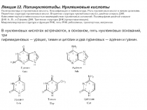 Лекция 12. Полинуклеотиды. Нуклеиновые кислоты
Полинуклеотиды и нуклеиновые