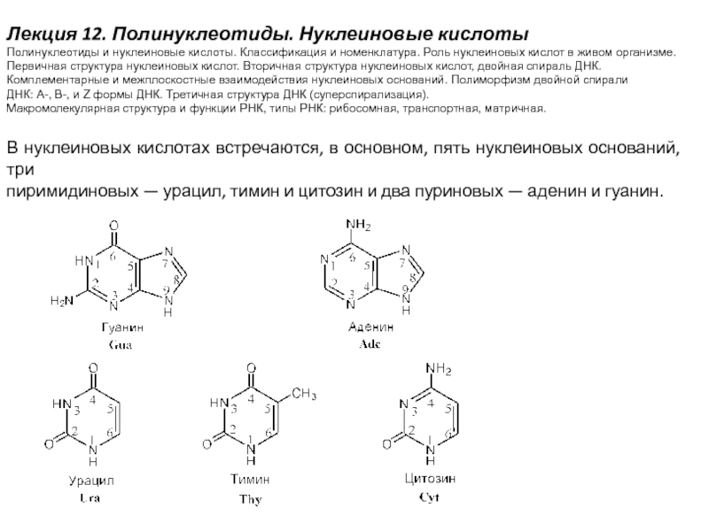 Презентация Лекция 12. Полинуклеотиды. Нуклеиновые кислоты
Полинуклеотиды и нуклеиновые