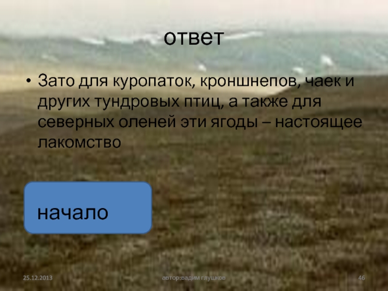 Холоднее короче. Кто питается карликовой березой. Что не растет в тундре. В тундре ответ. Почему в тундре нет деревьев.