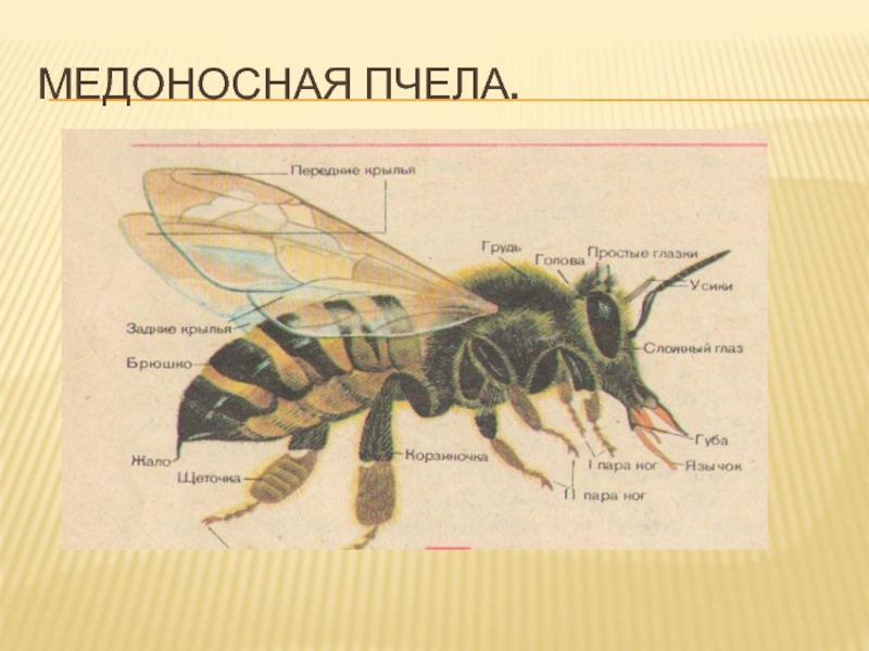 Пчела биология. Строение пчелы. Медоносная пчела рисунок. Окраска тела пчелы