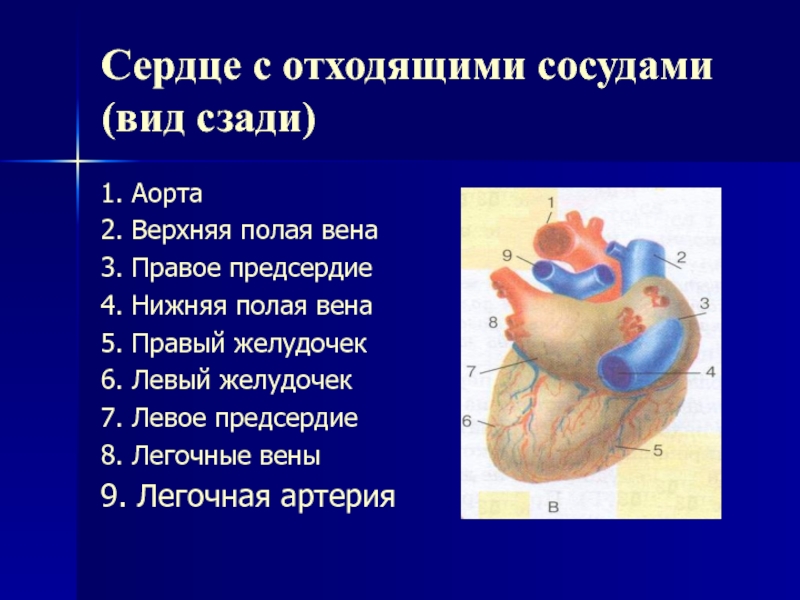 Левое предсердие какие вены. Аорта нижняя полая Вена верхняя полая. Сердце с исходящими сосвдами вид с зади. Строение сердца с отходящими сосудами.