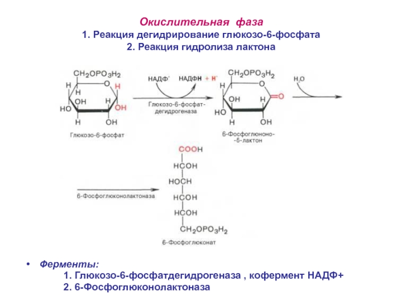 Окисление надф. Глюкоза в глюкозо 6 фосфат реакция. Глюкозо 6 фосфат дегидрогеназа реакция. Кофермент дегидрогеназы глюкозо 6 фосфат. Реакция катализируемая глюкозо 6 фосфатдегидрогеназой.