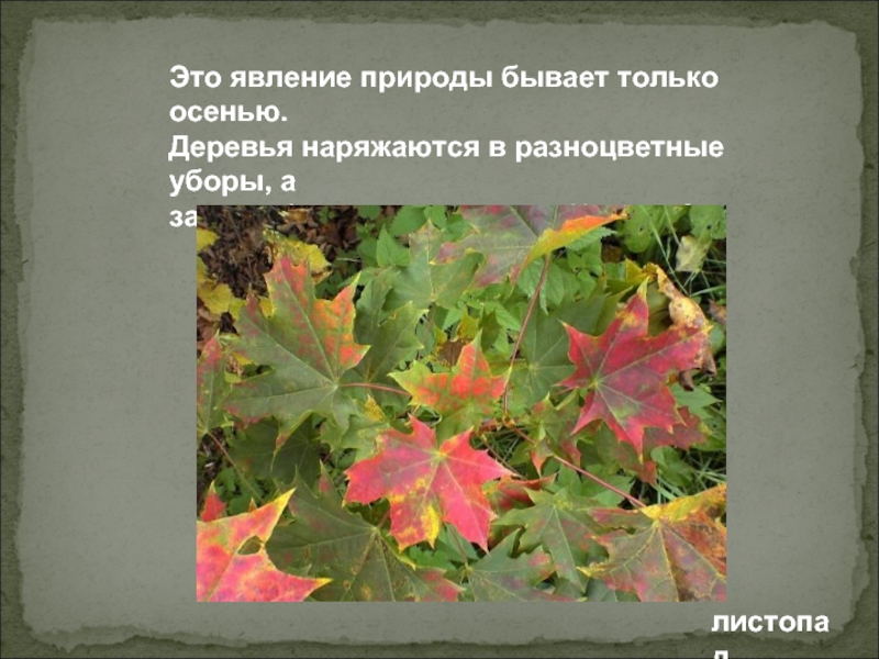 Листопад это явление. Листопад это явление природы или нет. Сбрасывание листвы растениями. Вида сбрасывают свои листочки..