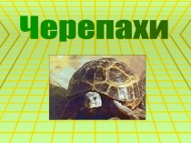 Черепахи