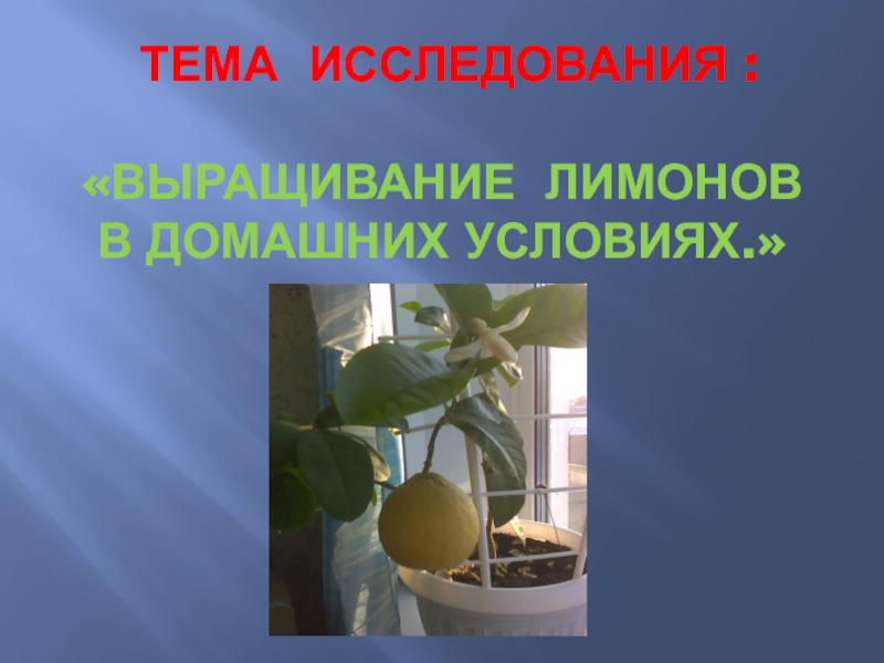 Выращивание лимонов в домашних условиях 1 класс