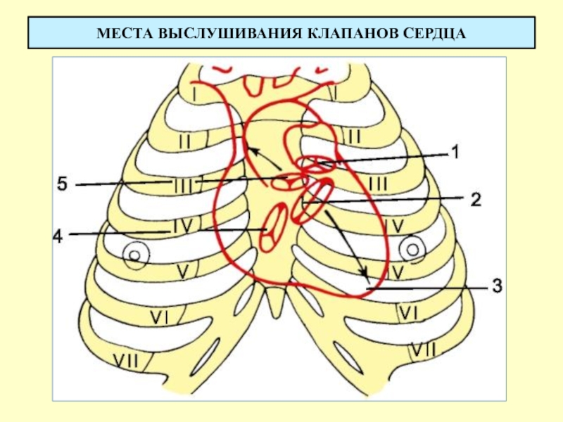 Точки проекции клапанов сердца