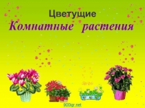 Цветущие комнатный растения 3 класс