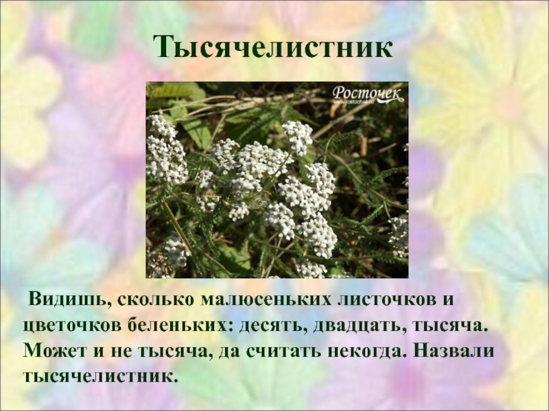 Почему они так называются 6 класс. Тысячелистник почему так назвали. Почему растение тысячелистник так назвали. Почему растение назвали тысячелистник. Тысячелистник почему так называется.