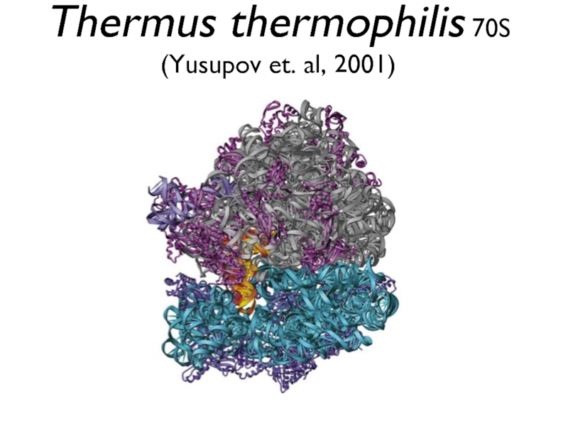 Thermus thermophilis 70S (Yusupov et. al, 2001)