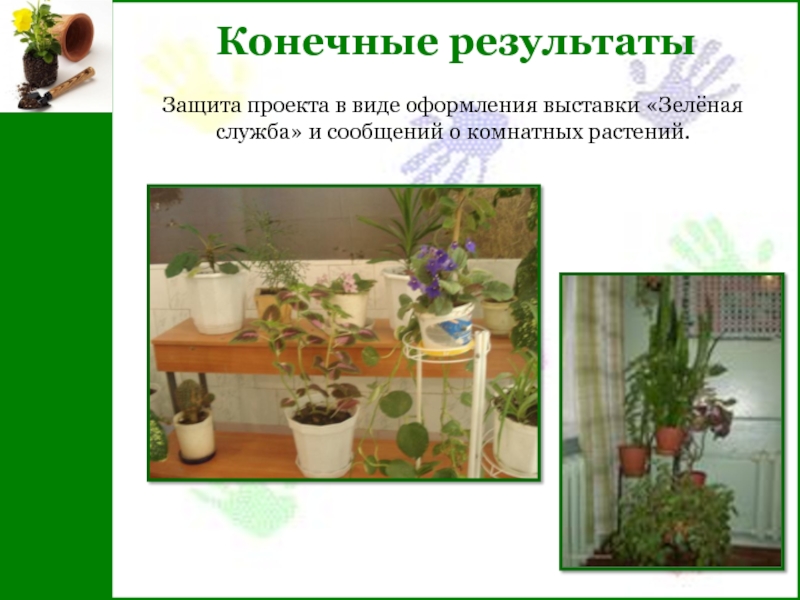 Конечные результатыЗащита проекта в виде оформления выставки «Зелёная служба» и сообщений о комнатных растений.
