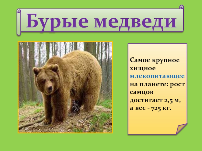 Про медведя кто как кричит презентация. Медведь для презентации. Описание медведя. Бурый медведь презентация. Медведь слайд.