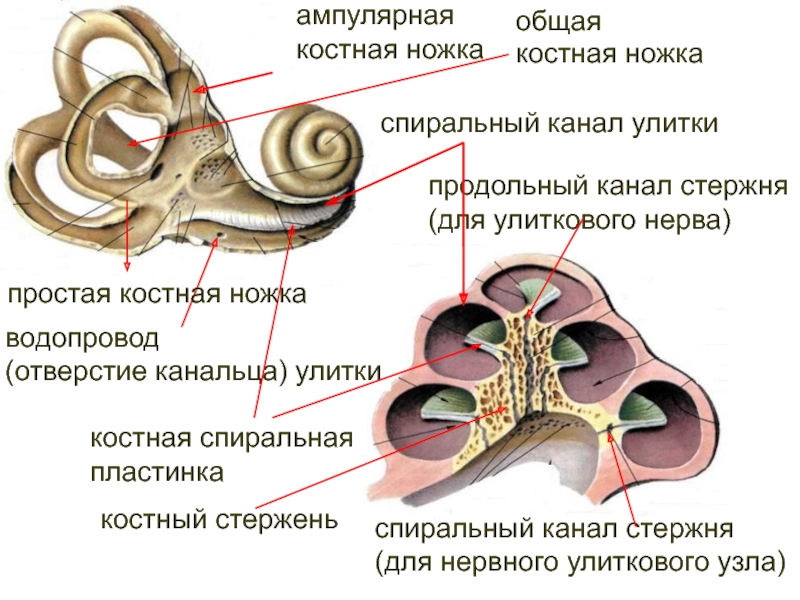 Улитка и слуховой нерв. Улитка костный стержень внутреннего уха. Костный Лабиринт внутреннего уха (улитка). Строение костной улитки анатомия. Улитковый проток внутреннего уха анатомия.