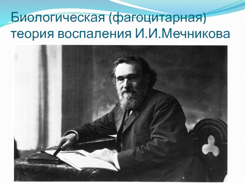 Теория Мечникова. Воспаление Мечников. Основные положения фагоцитарной теории Мечникова. Теории воспаления.