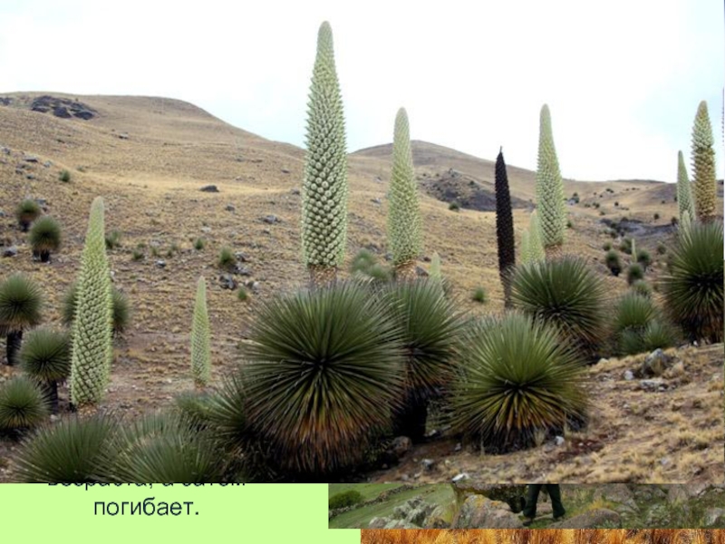 Пуйя Раймонда семейства Бромелиевых произрастающее в Боливийских и Перуанских Андах имеет самое большое соцветие диаметром 2,5 метра