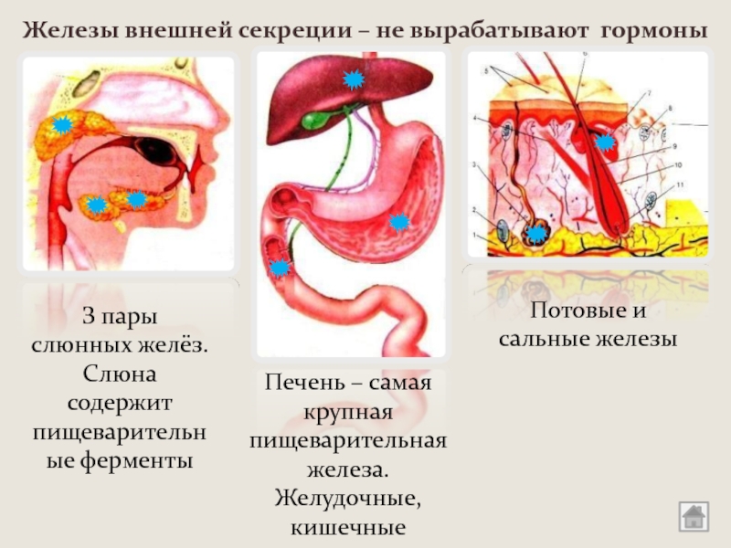 Самая крупная эндокринная железа. Пример секрета железы внешней секреции. Желудочные железы внешней секреции. Железы внешней секреции пищеварительной системы. Железы внутренней секреции железы внешней секреции.