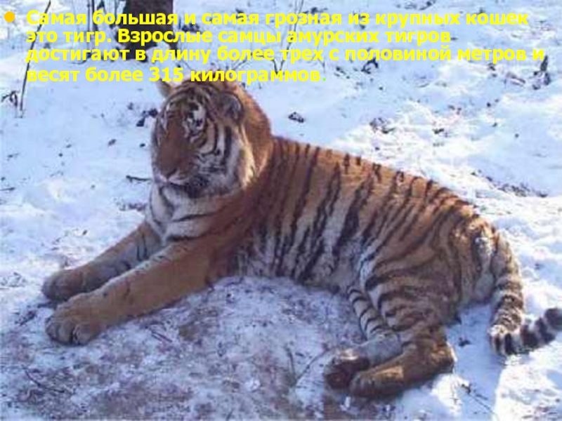 Самая большая и самая грозная из крупных кошек это тигр. Взрослые самцы амурских тигров достигают в длину