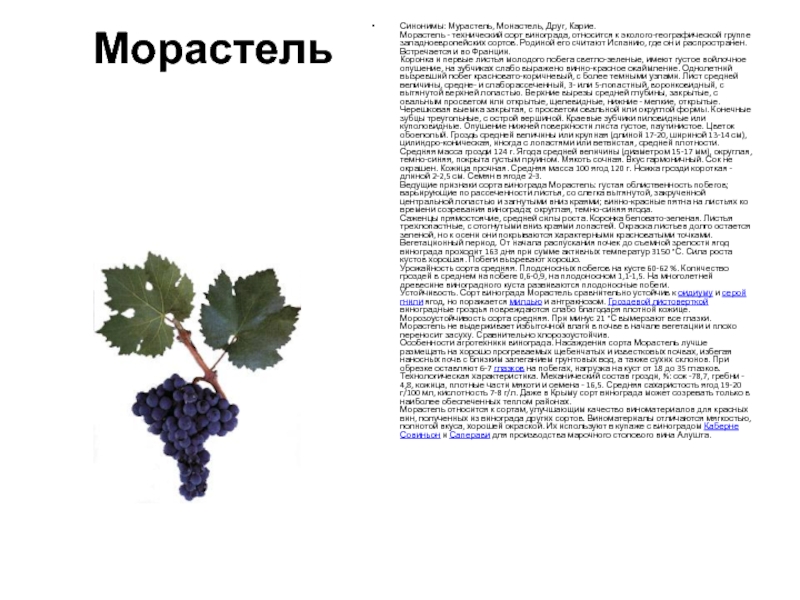 Описание винограда прима. Технические сорта винограда. Морастель сорт винограда. Технические сорта винограда с характеристиками. Технические сорта винограда в Крыму.