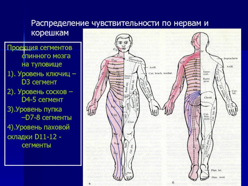 Болевое нарушение чувствительности. Распределение чувствительности. Распределение чувствительности по нервам и корешкам. Нарушение чувствительности по корешкам. Чувствительный корешок.