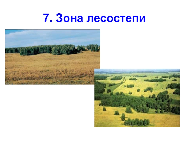 Пояс лесостепи в россии