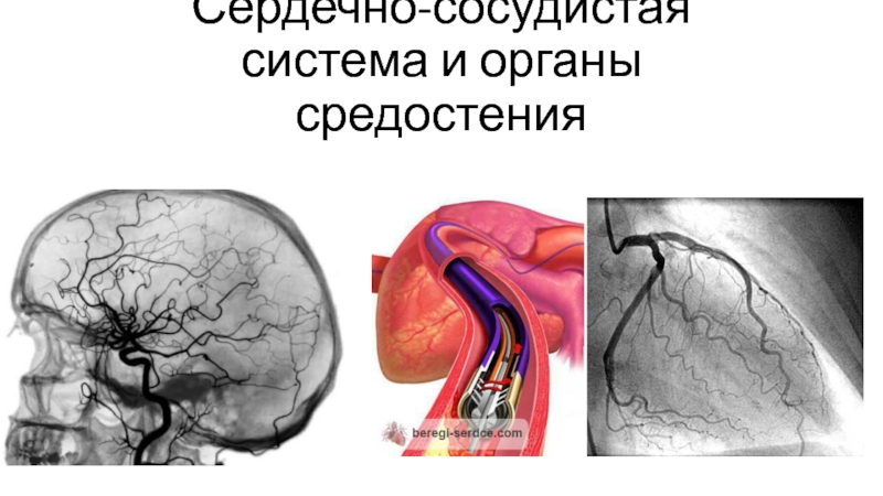 Презентация Сердечно-сосудистая система и органы средостения