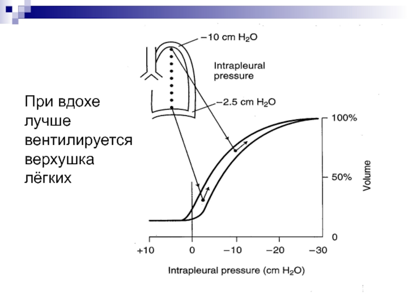 Какое давление при вдохе. При вдохе. В легких лучше вентилируется. Как вентилируется легкие.