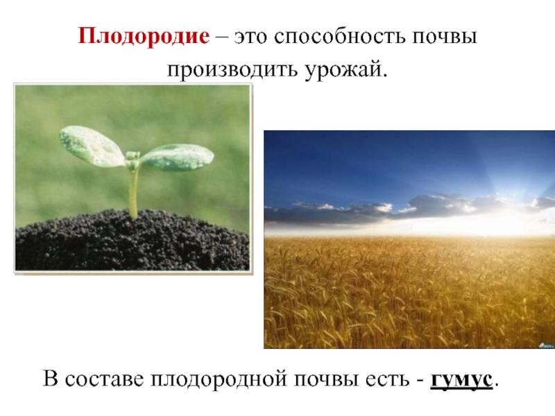 Плодородие зависит от содержания. Почва гумус плодородие. Плодородие почвы это способность. Плодородие это в географии. Плодородные почвы по географии презентация.