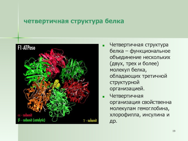 Четвертичные белки. Четвертичная структура белка. Четвертичная структура хлорофилла. Четвертичная структура белков. Четвертичнаяная структура белка.