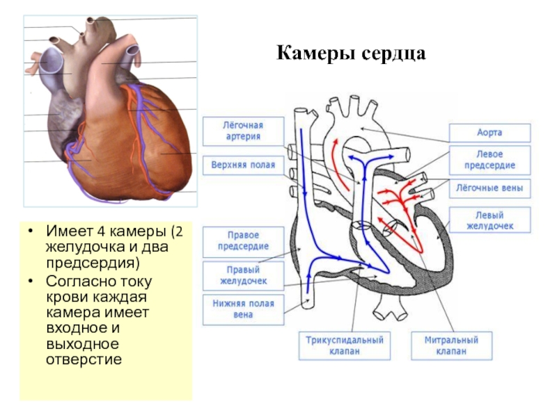 Камеры сердца схема