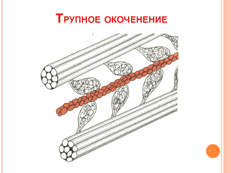 Трупное окоченение. Тепловое Трупное окоченение. Трупное окоченение у животных. Трупное окоченение у кошек. Трупное окоченение черепахи.