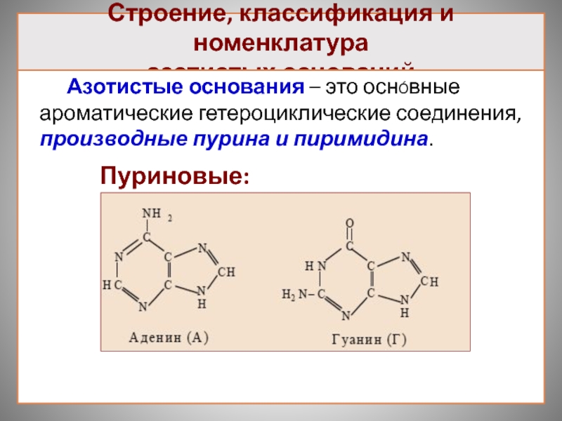 Пурины азотистые основания