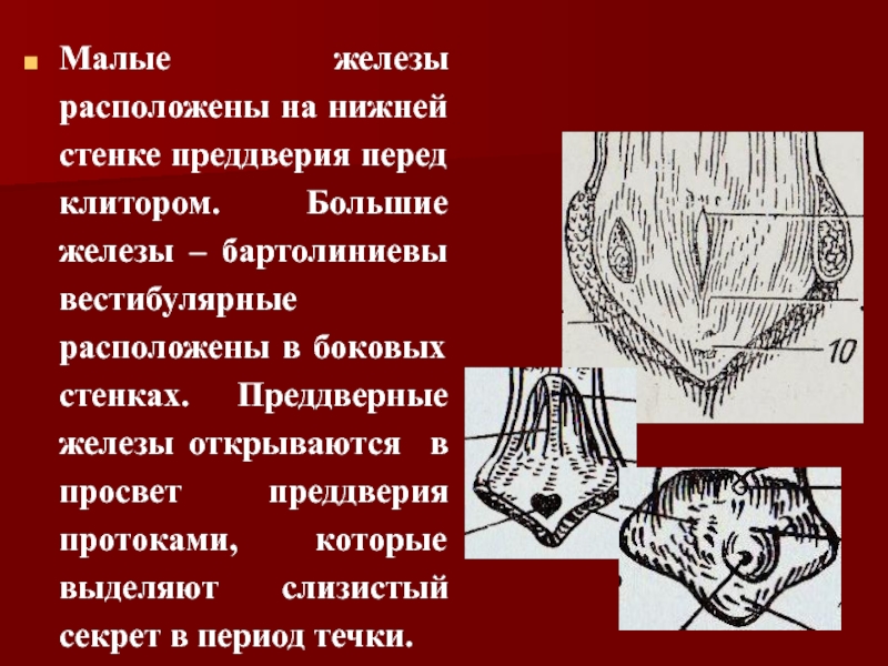 Большие железы. Малые преддверные железы. Большие вестибулярные железы. Малые преддверные железы расположены.